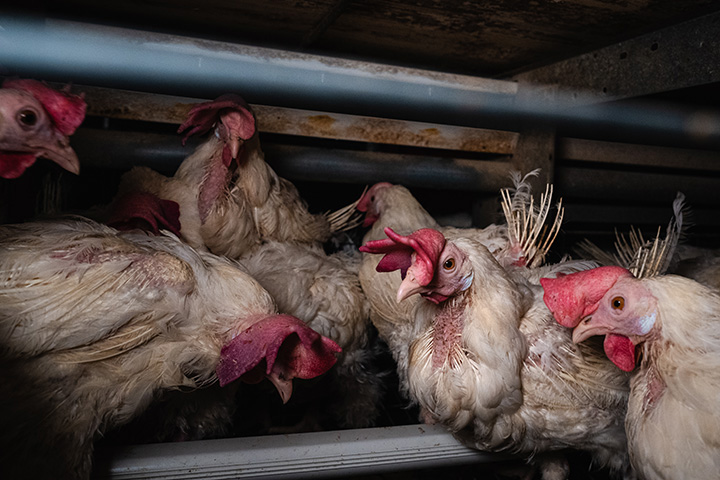 chickens in cage of a darkly lit industrial barn