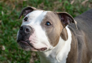brown and white pitbull standing and looking up