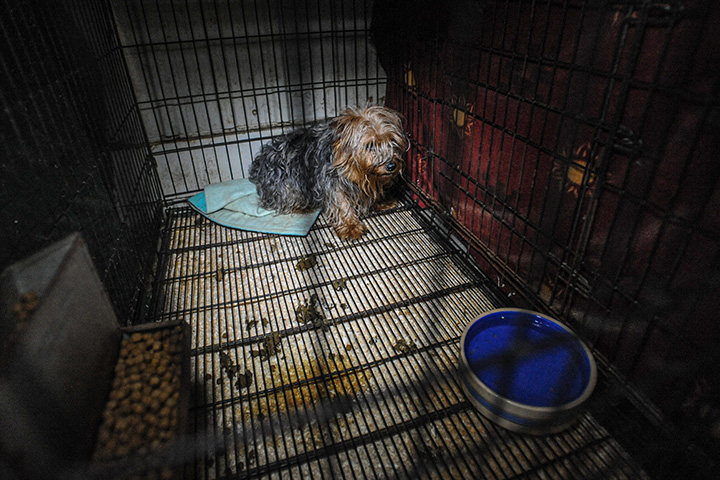 yorkie in corner of unsanitary cage