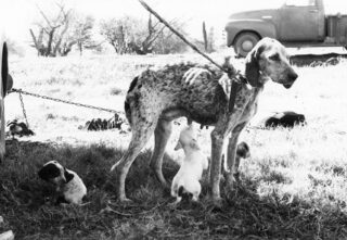 female beagle tied while puppies surround, one sucking on nipple