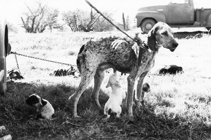 female beagle tied while puppies surround, one sucking on nipple