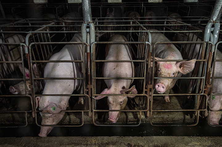 separately confined pigs in metal crates
