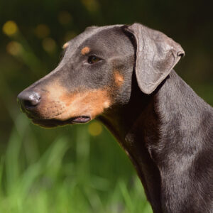 dog watches thoughtfully in front of grassy background