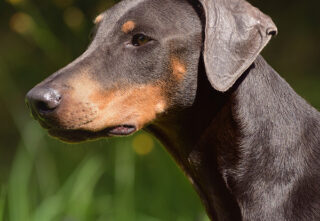 dog watches thoughtfully in front of grassy background
