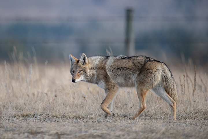coyote walking through a dry, grassy field