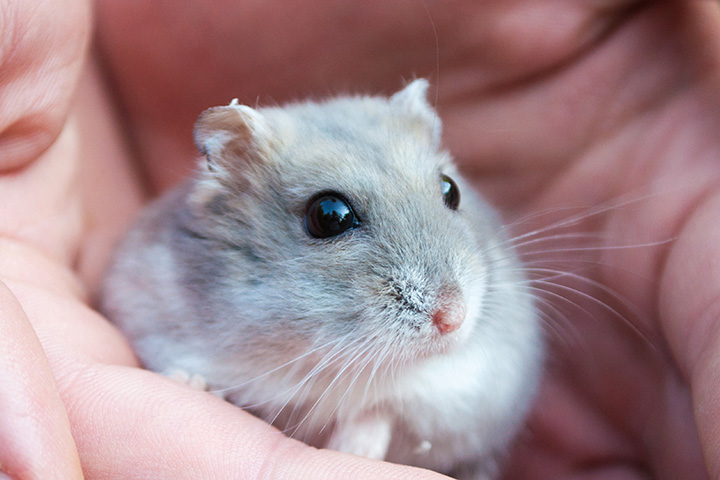 dwarf hamster in cupped hands