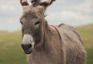 A donkey standing in a grassy field.