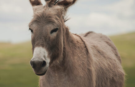 A donkey standing in a grassy field.