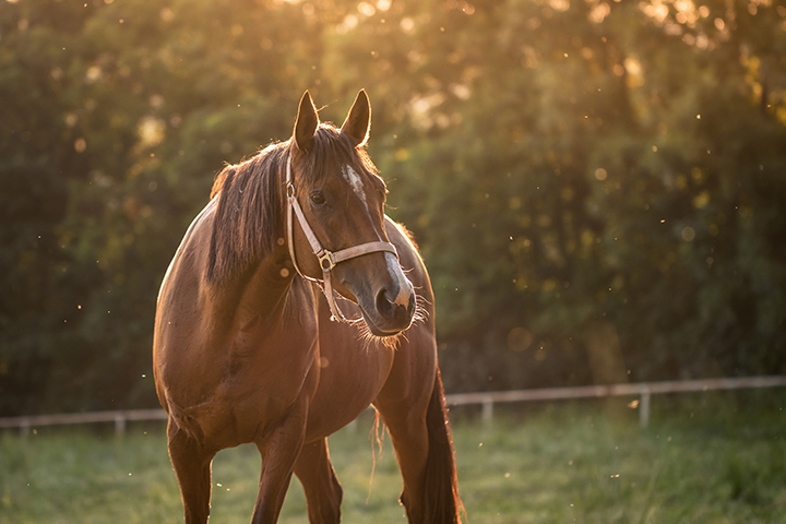 bay horse in pasture