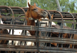 Horses crowded inside a metal transport trailer.