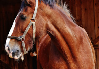 bay draft horse standing in profile