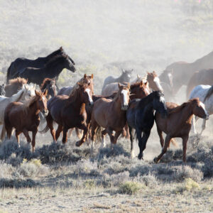 A herd of horses running through a dusty landscape.