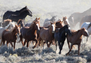 A herd of horses running through a dusty landscape.