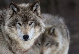 close-up of two gray wolves with intense focus