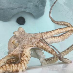 octopus in small aquarium