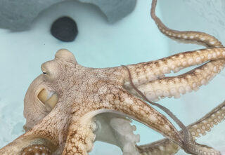octopus in small aquarium