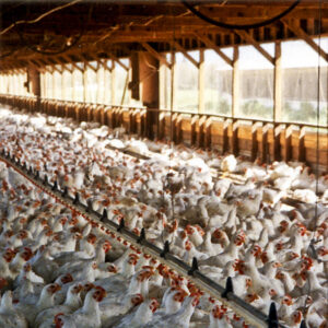 crowded chickens sit on the floor of a factory barn