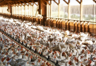 crowded chickens sit on the floor of a factory barn