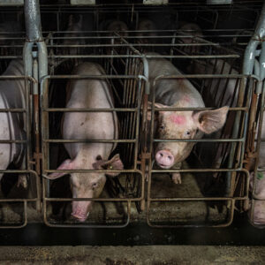 Sows peer out from gestation crates at an industrial pig farm. These sows live confined inside bare, concrete-floored enclosures large enough only for them to sit, stand and lie down, but they cannot walk or turn around. A concrete wall is their only view.