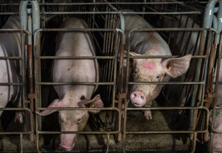 Sows peer out from gestation crates at an industrial pig farm. These sows live confined inside bare, concrete-floored enclosures large enough only for them to sit, stand and lie down, but they cannot walk or turn around. A concrete wall is their only view.