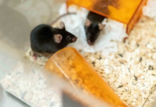 two black mice in plastic enclosure with enrichment toys