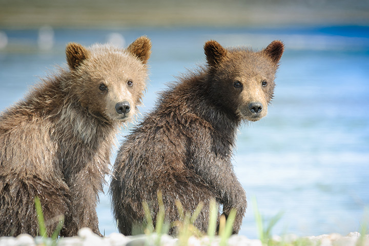 two bear cubs by a lake