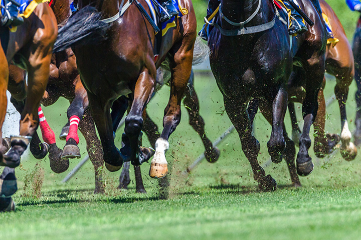 racehorses galloping on a green grass track, kicking up dirt