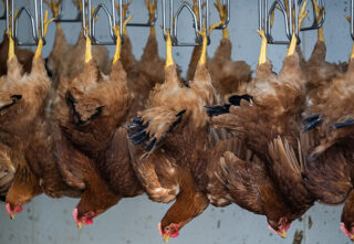 hens hang upside down by their legs on slaughterhouse processing line