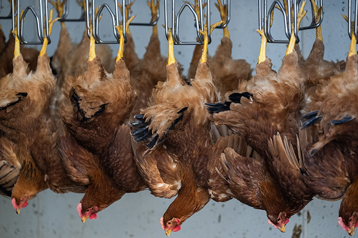 hens hang upside down by their legs on slaughterhouse processing line
