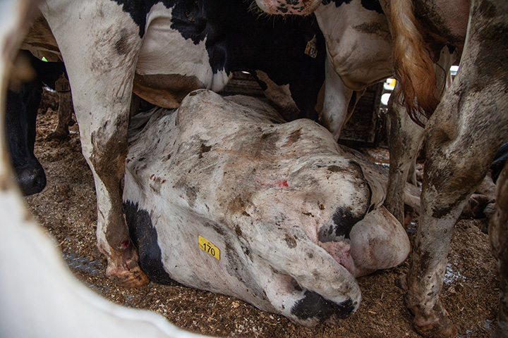cows being transported, one lying down, in dirty conditions