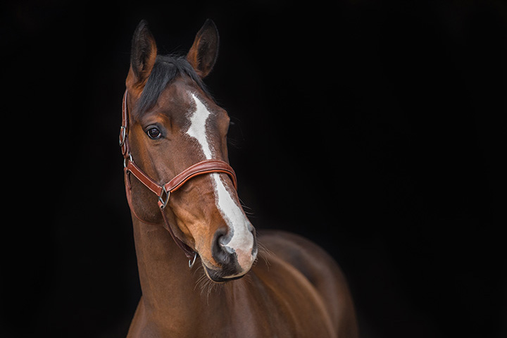 chestnut horse wearing a bridle portrait with black background