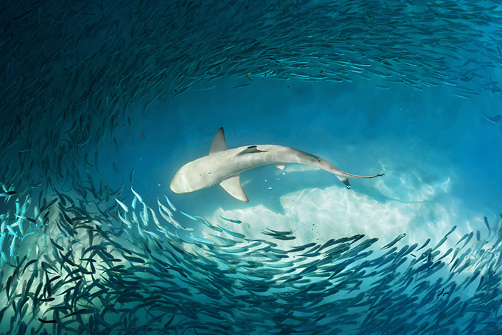 aerial view showing school of fish surrounding shark