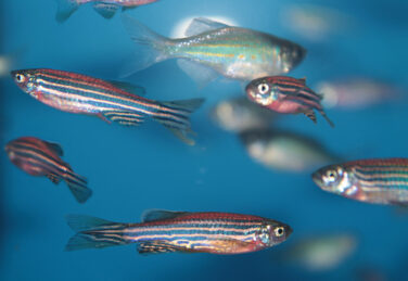 zebrafish in a tank