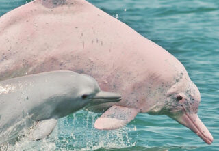 a Taiwanese white dolphin adult and calf jump together