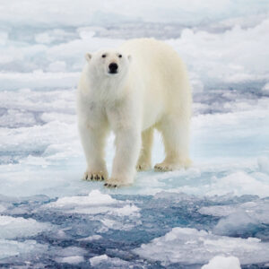 Polar bear on ice