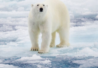 Polar bear on ice
