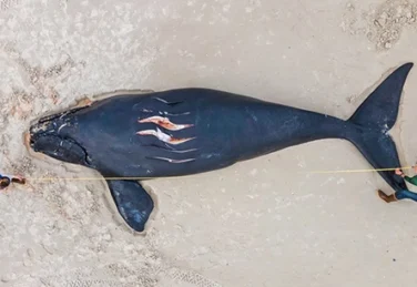 struck whale lies on a beach