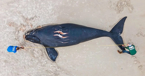 struck whale lies on a beach