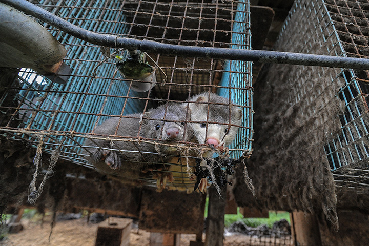 two minks in dirty fur farm cage