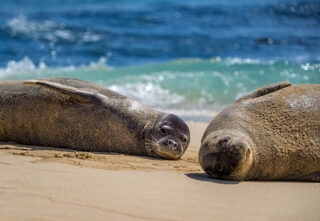 two seals lying on sandy beach near ocean