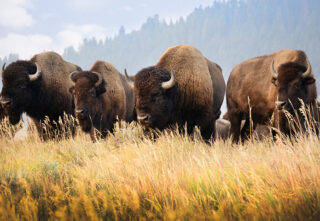 group of bison grazing in a grassy field