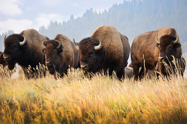 group of bison grazing in a grassy field