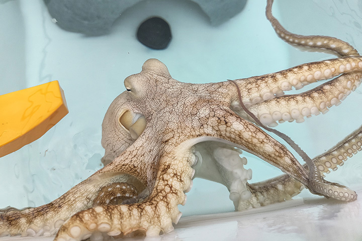 close up of octopus in small tank