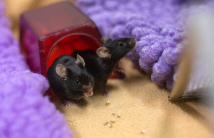two lab mice in enclosure filled enrichment items