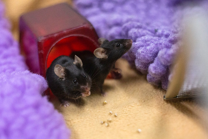 two lab mice in enclosure filled enrichment items