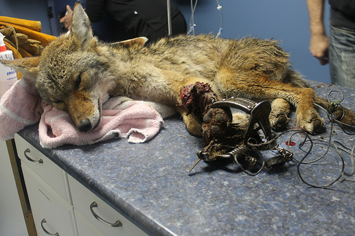 wolf lying on table, front legs caught in steel trap