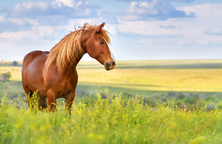 horse standing at the top of a lush meadow