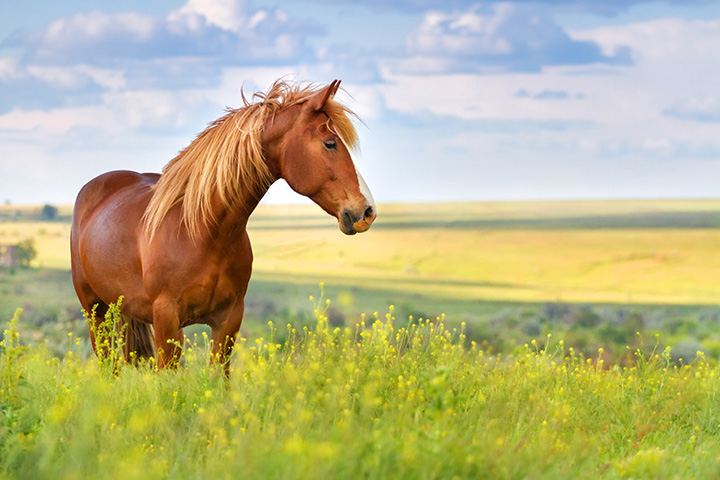 horse standing at the top of a lush meadow