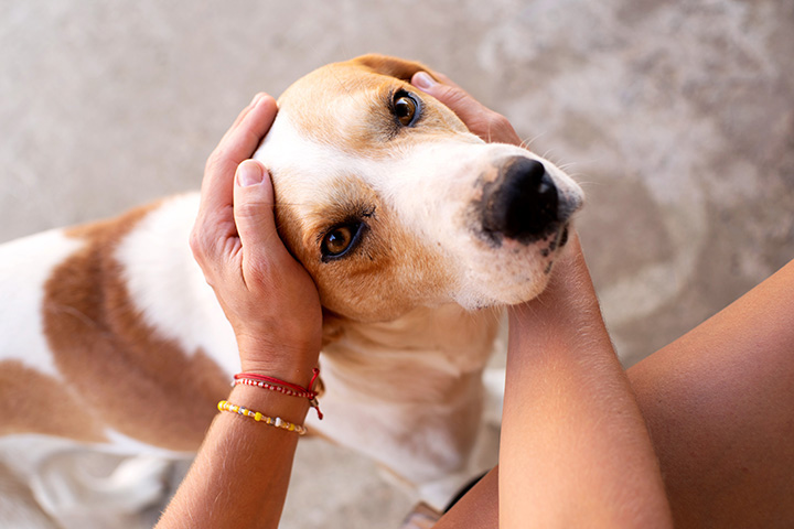 beagle's head being gently held in human hands