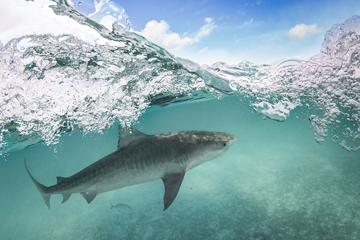 shark underwater nearing ocean surface